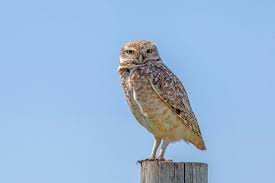 Burrowiong owl