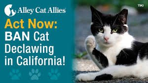 California's new law banning cat declawing