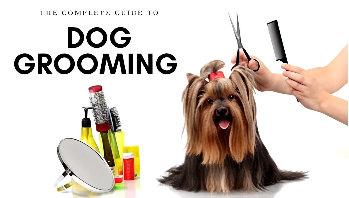 Find the best dog grooming near me your comprehensive guide to local options in nyc