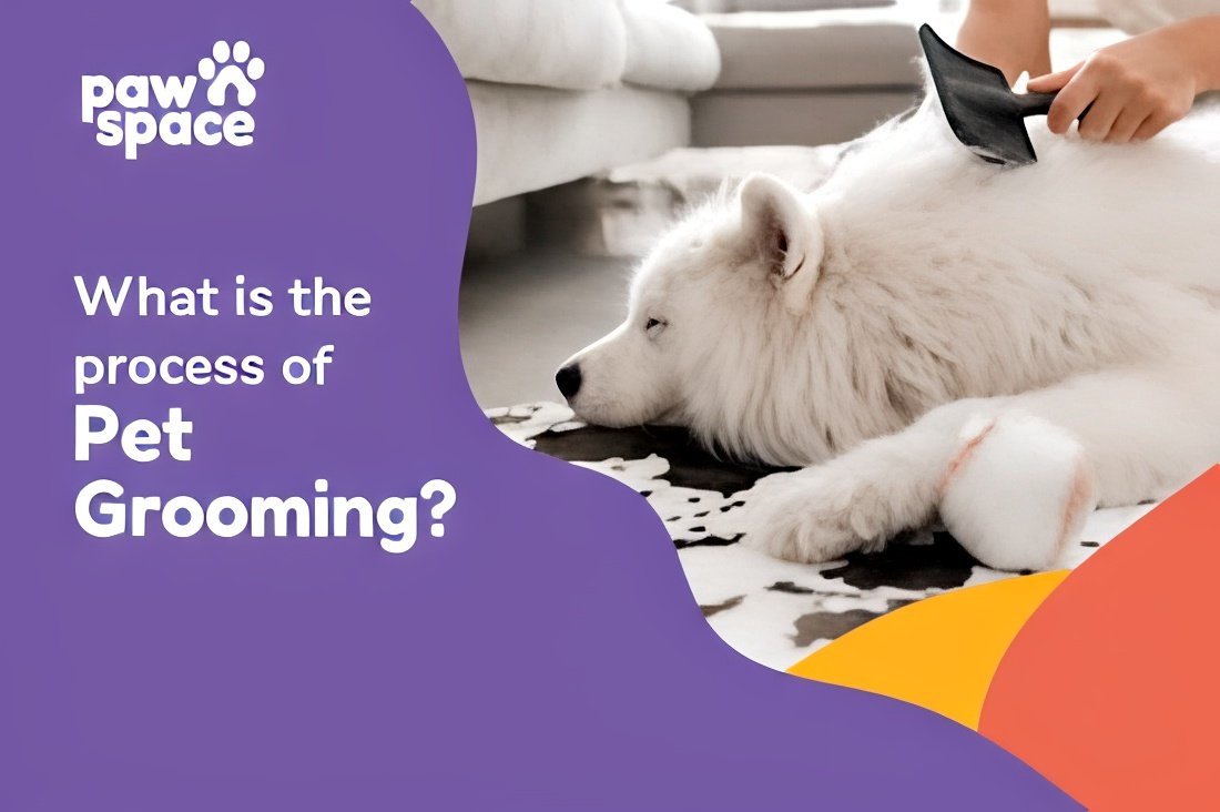 Pawsh pet grooming understanding the services, how they work, and choosing the best fit for your pet